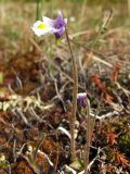 Pinguicula spathulata. Цветущие растения. Магаданская обл., окр. г. Магадан, п-ов Старицкого, сфагновое болото. 13.06.2015.