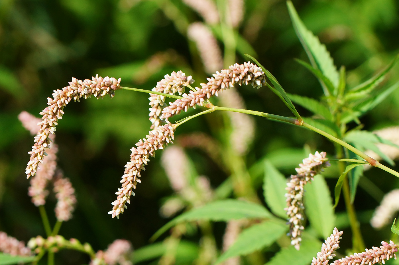 Изображение особи Persicaria lapathifolia.