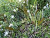 Epiphyllum hookeri
