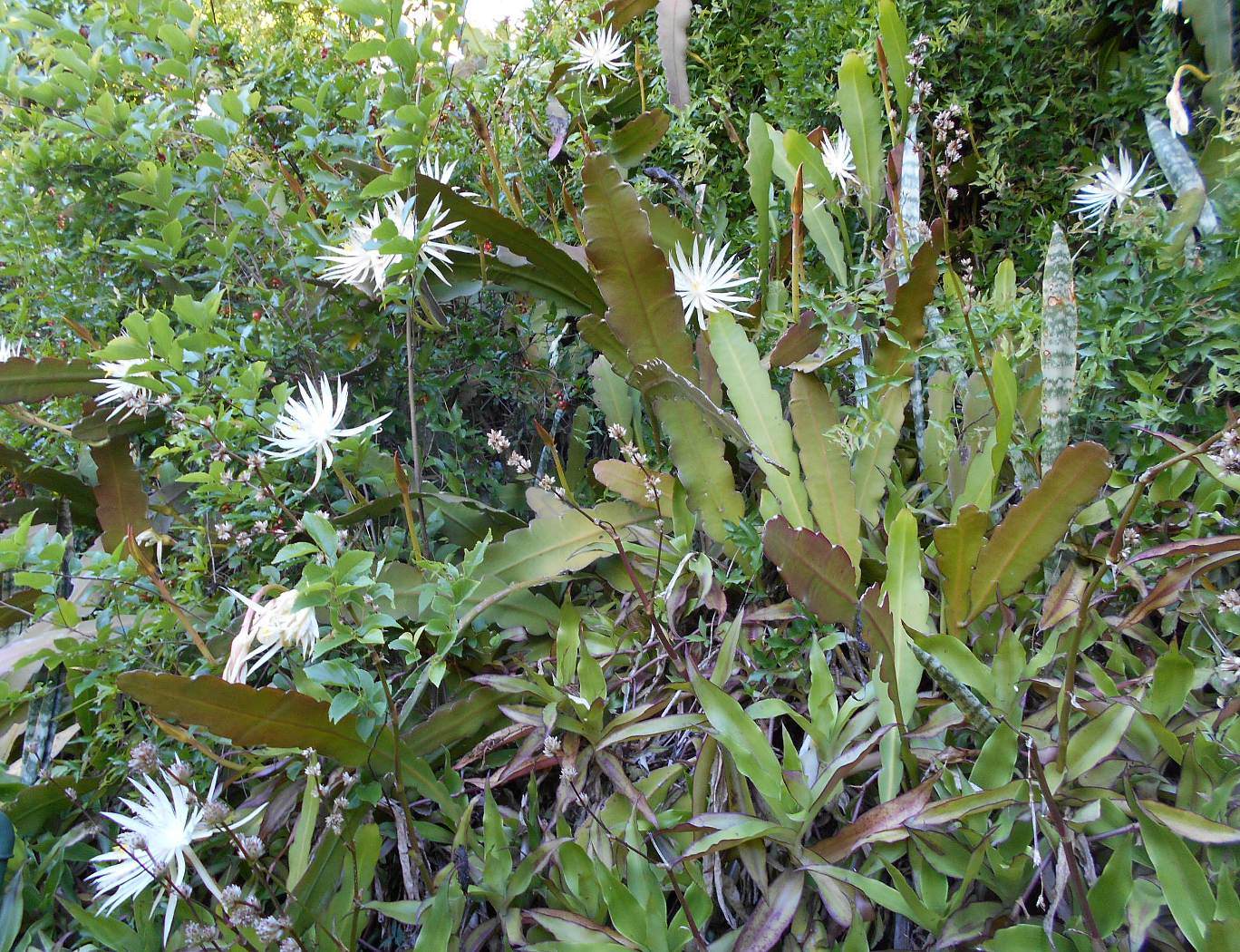 Изображение особи Epiphyllum hookeri.