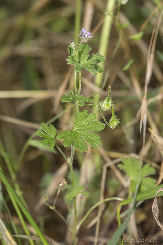 Изображение особи Geranium pusillum.