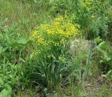 Bupleurum sibiricum