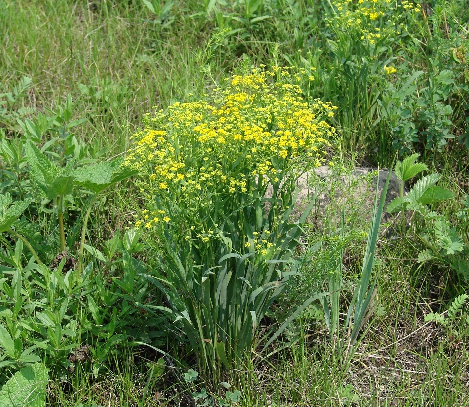 Изображение особи Bupleurum sibiricum.