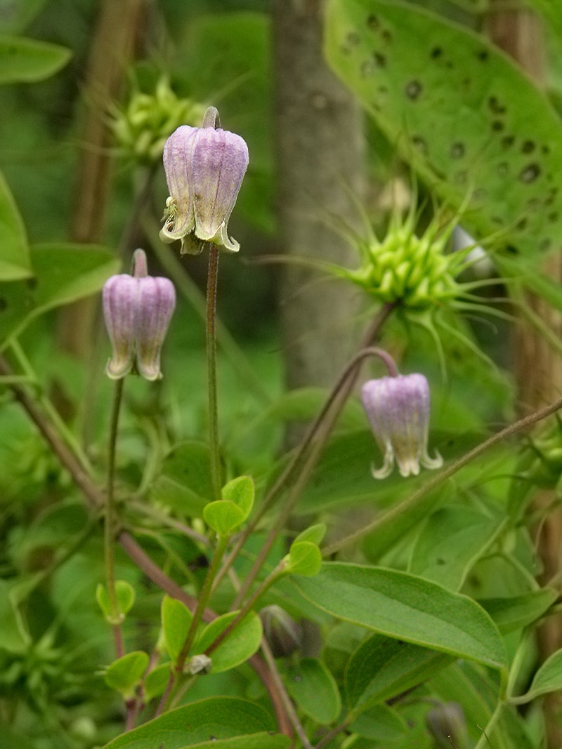 Image of Clematis pitcheri specimen.