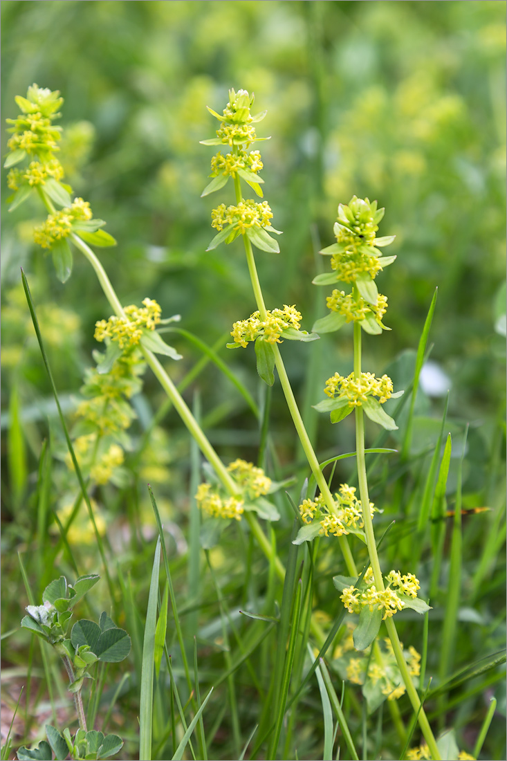 Изображение особи Cruciata glabra.