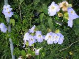 Thunbergia laurifolia. Побеги с цветками (на фоне Murraya paniculata). Австралия, г. Брисбен, в культуре. 13.09.2015.