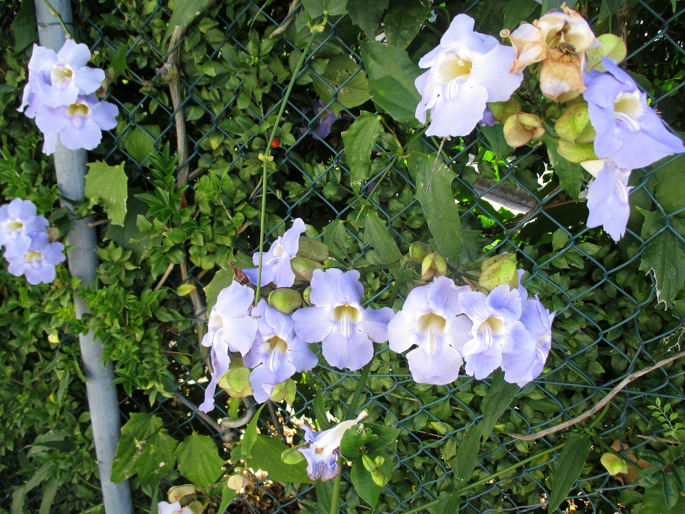 Image of Thunbergia laurifolia specimen.