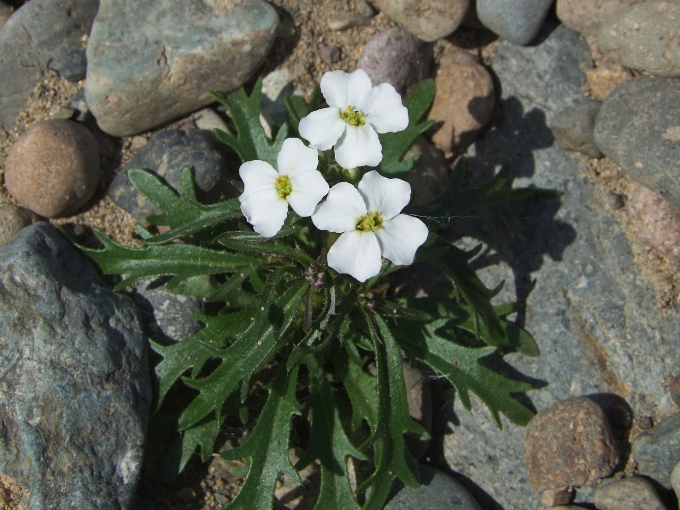 Изображение особи Dontostemon pinnatifidus.