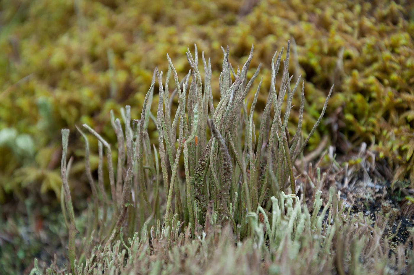 Изображение особи Cladonia gracilis.