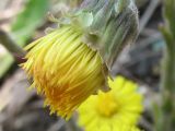 Tussilago farfara