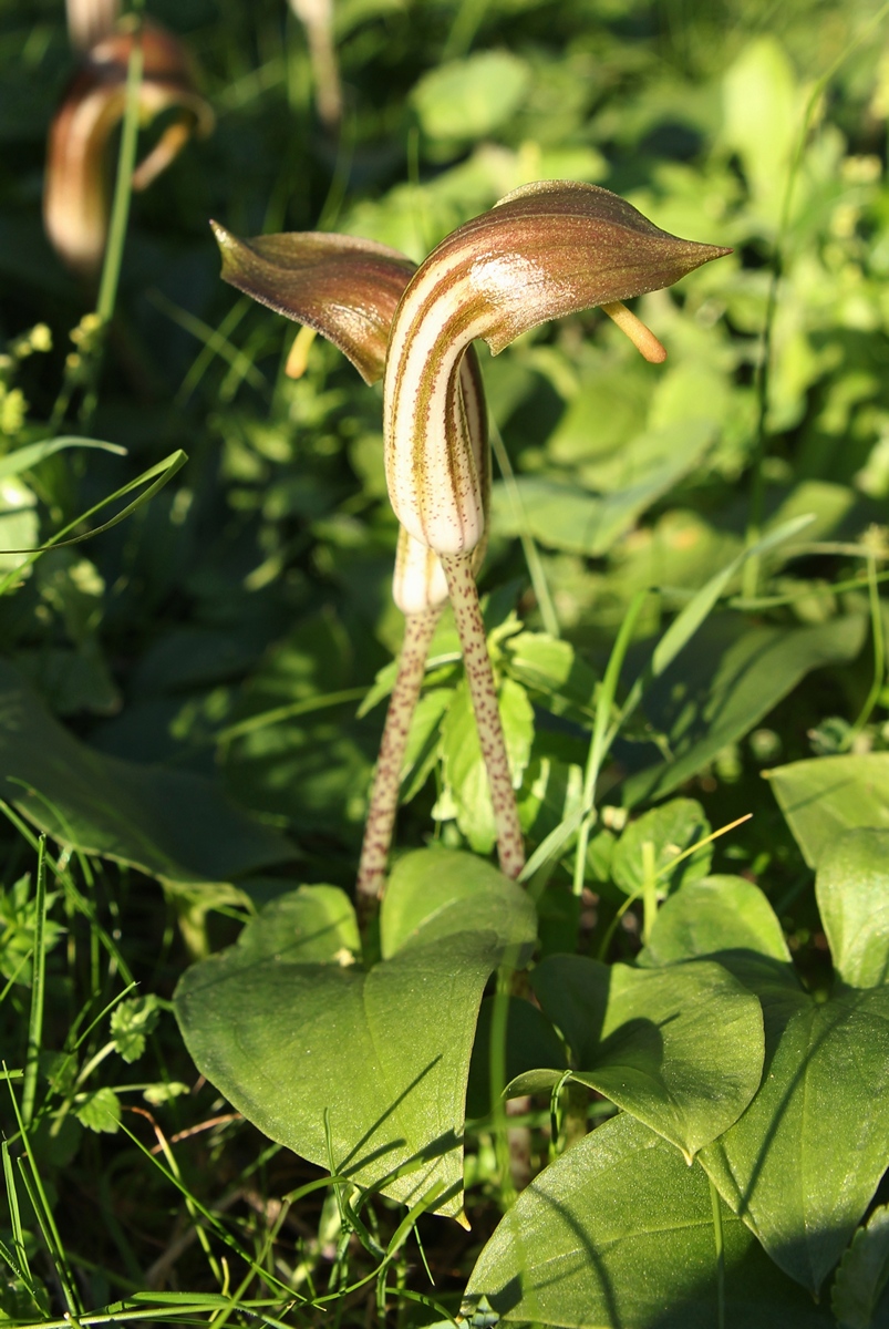 Изображение особи Arisarum vulgare.