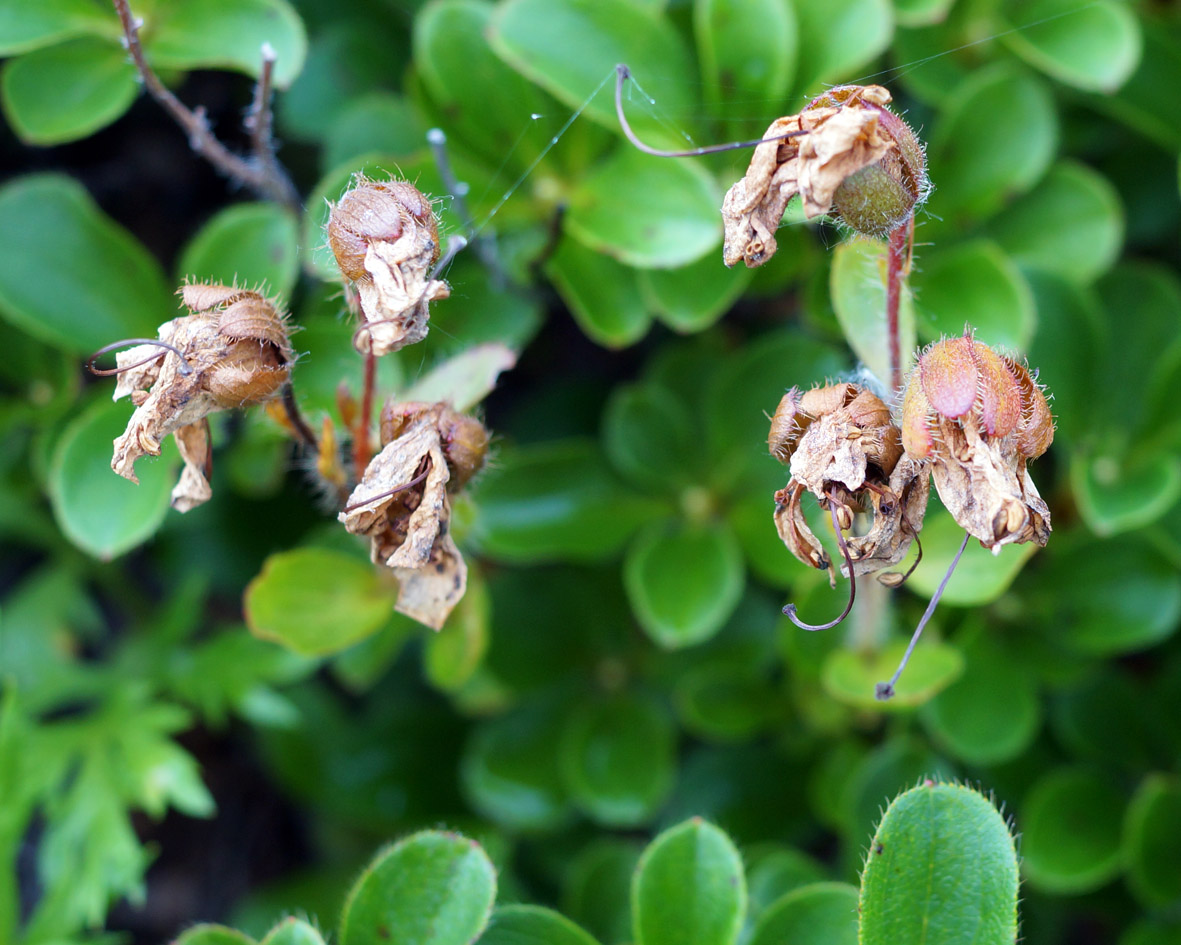 Image of Rhododendron camtschaticum specimen.