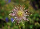 Pulsatilla aurea. Плод. Абхазия, Рицинский реликтовый национальный парк, ≈ 2000 м н.у.м., субальпийский луг. 14.07.2017.