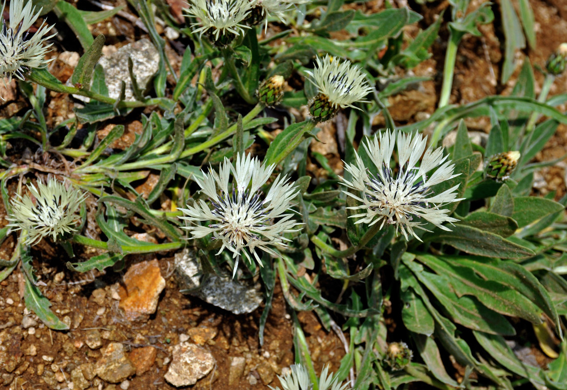 Image of Centaurea cheiranthifolia specimen.