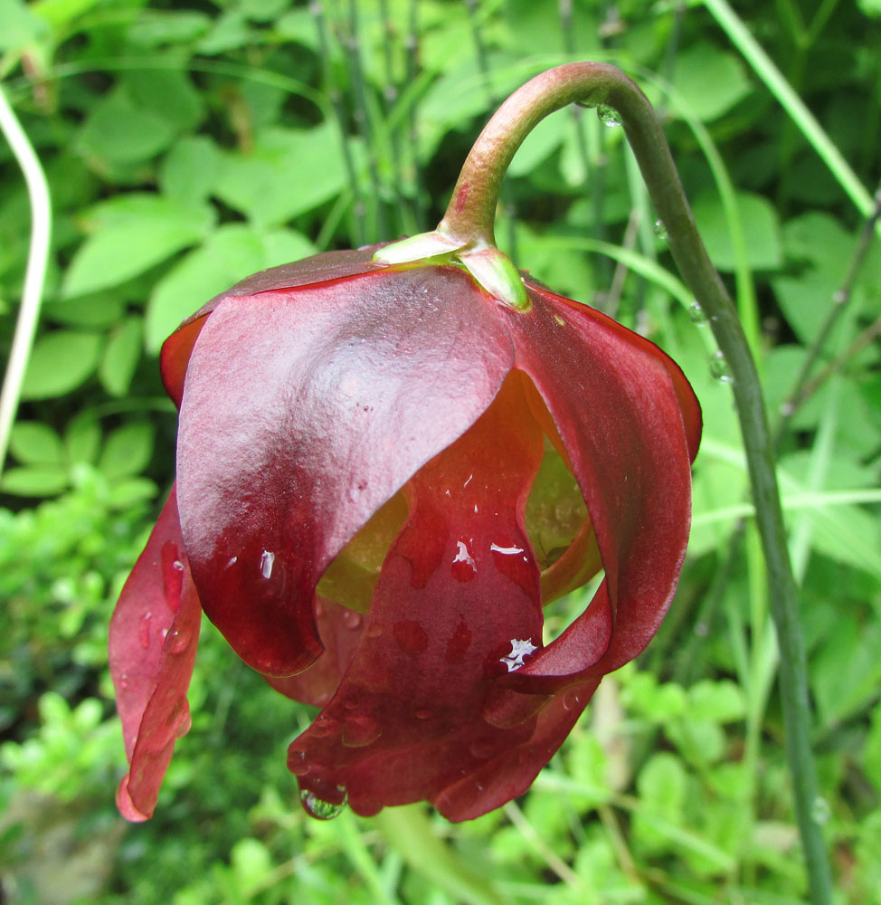 Изображение особи Sarracenia purpurea.