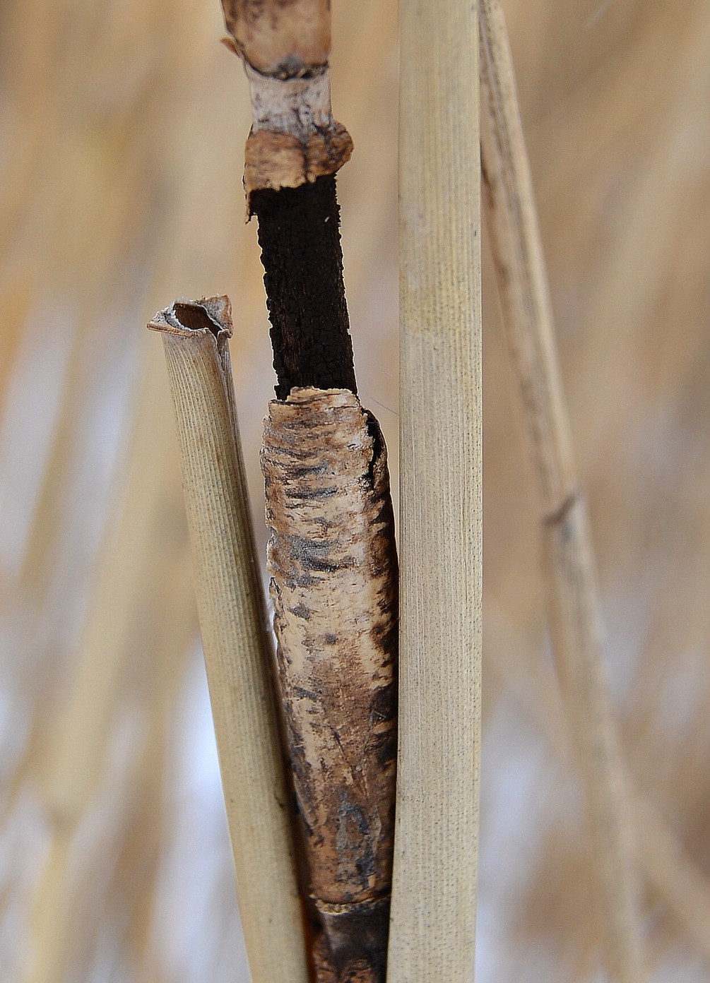 Изображение особи Phragmites australis.