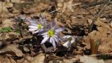 Anemone banketovii. Цветущие растения. Краснодарский край, м/о г. Новороссийск, гора Еременкова, 635 м н.у.м., скальнодубовый лес на вершине горы. 08.03.2018.