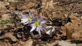 Anemone banketovii