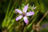 Erodium moschatum. Цветок. Израиль, г. Бат-Ям, обочина дороги. 23.02.2018.