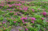 Rhododendron camtschaticum. Цветущие растения. Камчатский край, Елизовский р-н, окр. Вилючинского перевала. 12.08.2004.