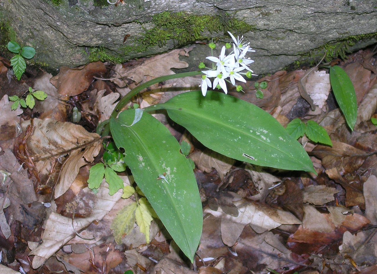 Изображение особи Allium ursinum.