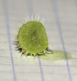 Delosperma echinatum