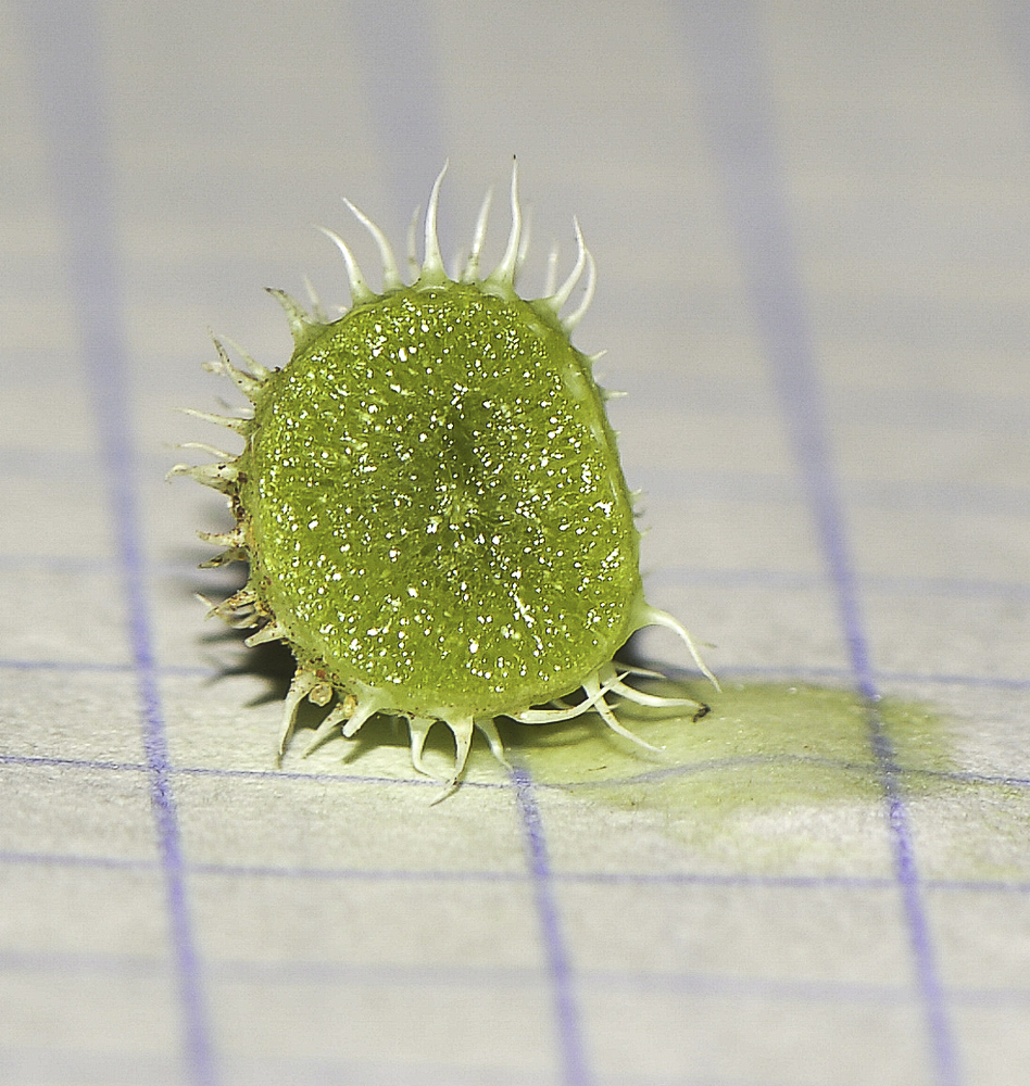 Image of Delosperma echinatum specimen.