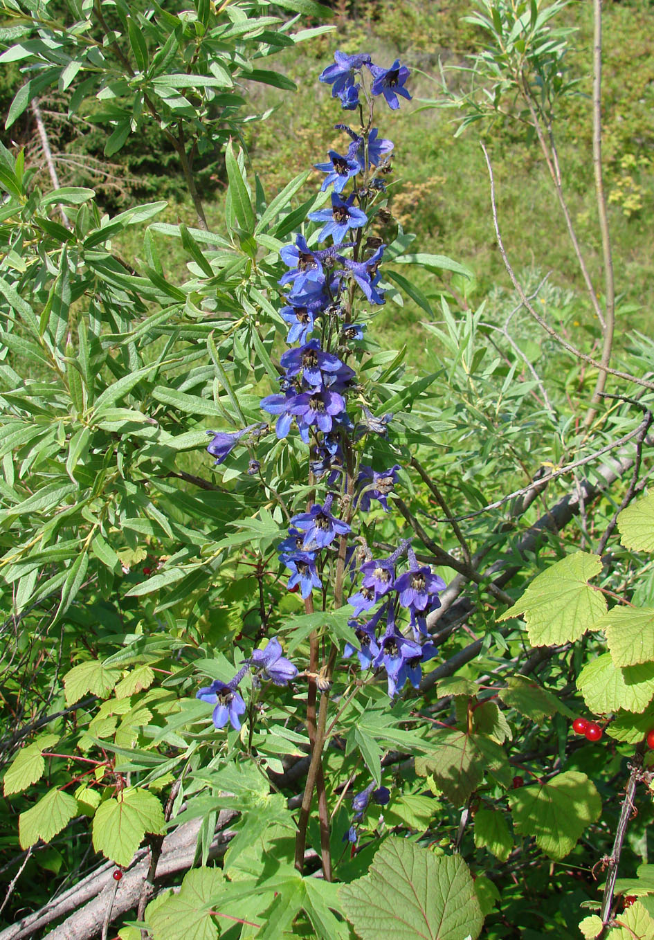 Изображение особи Delphinium elatum.