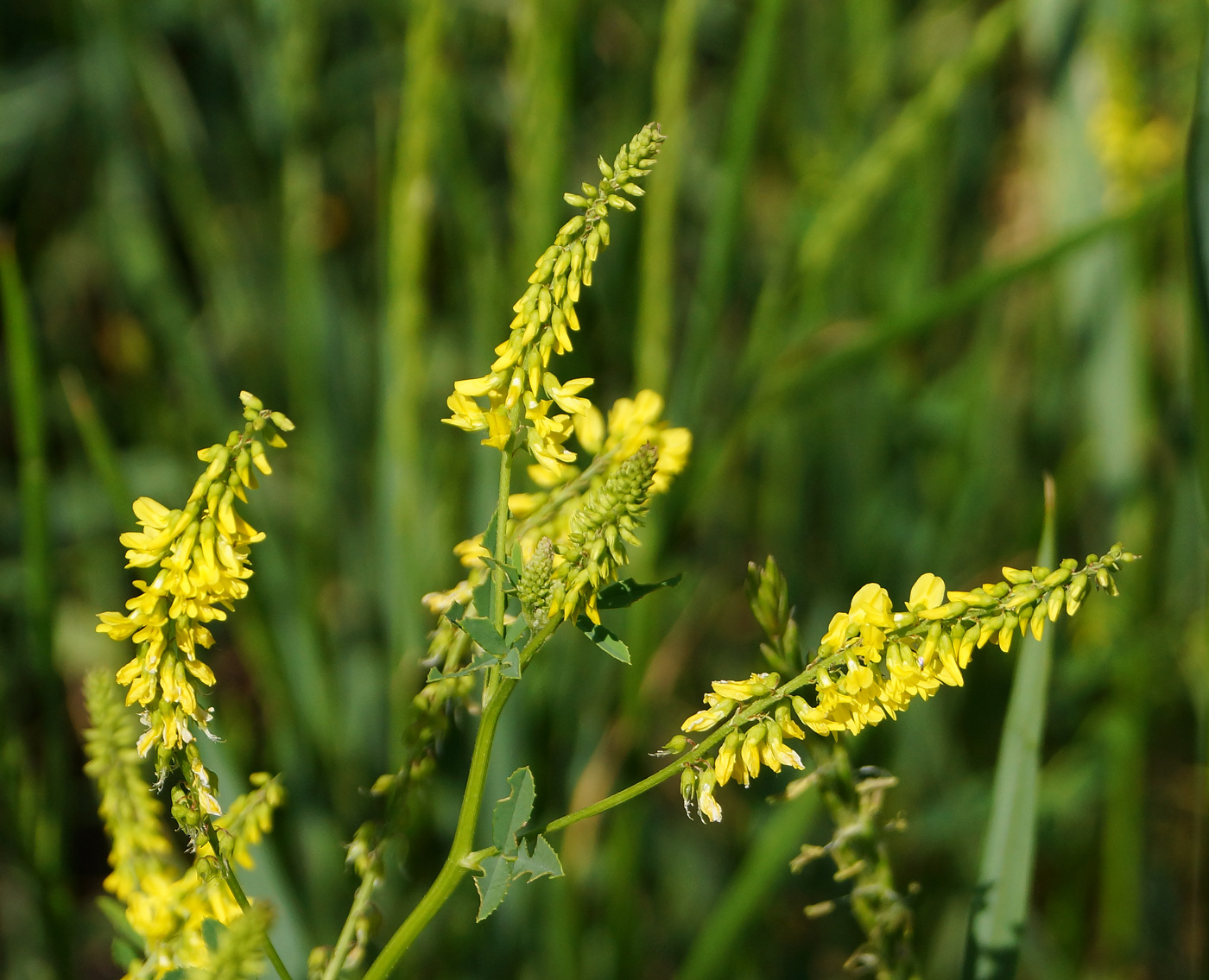 Изображение особи Melilotus officinalis.