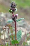 Phlomoides angreni. Верхушка расцветающего растения. Узбекистан, Ташкентская обл., зап. отроги Чаткальского хр., верховье Бельдерсая в окр. метеостанции. 18.05.2018.