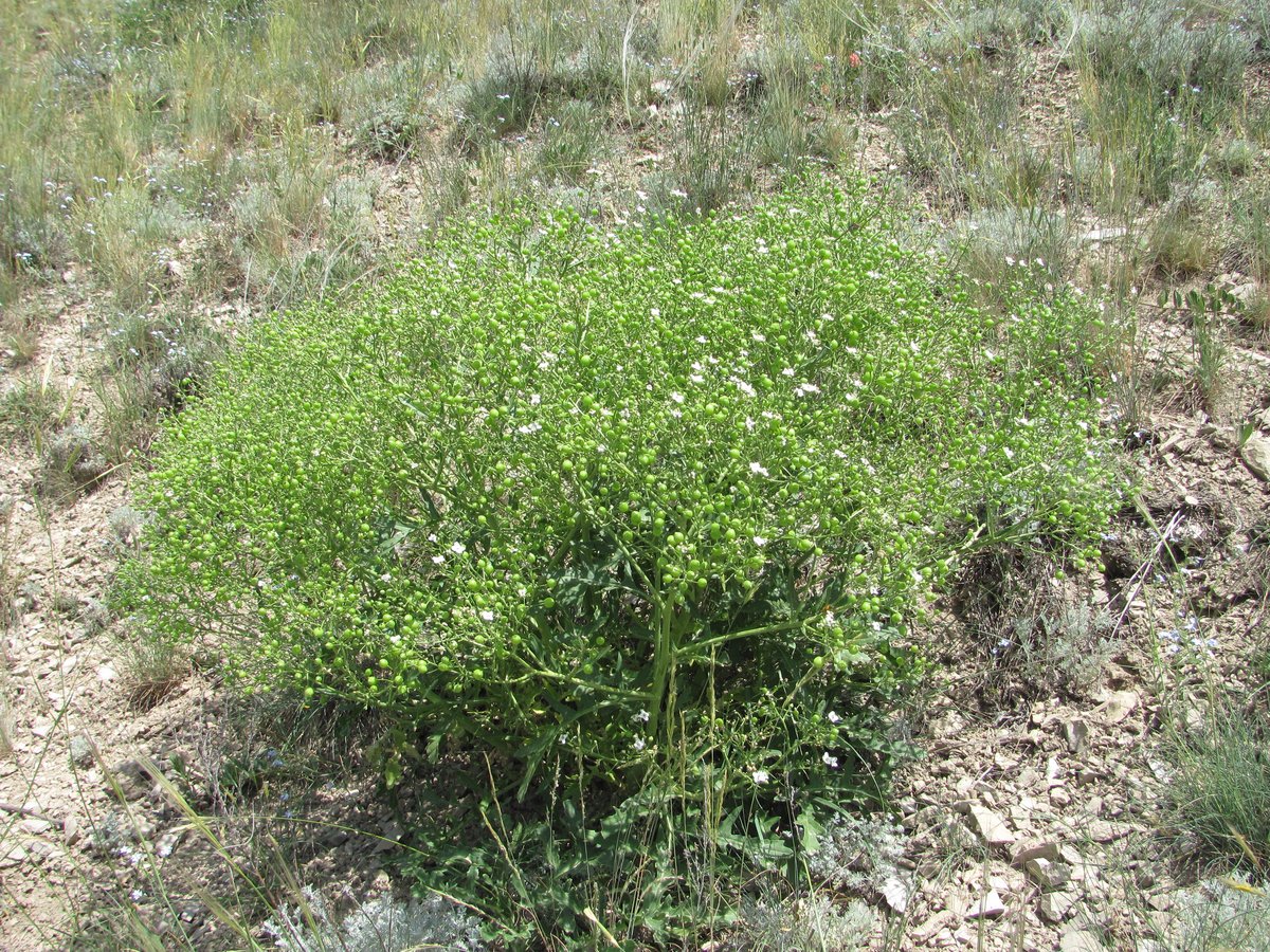 Изображение особи Crambe gibberosa.