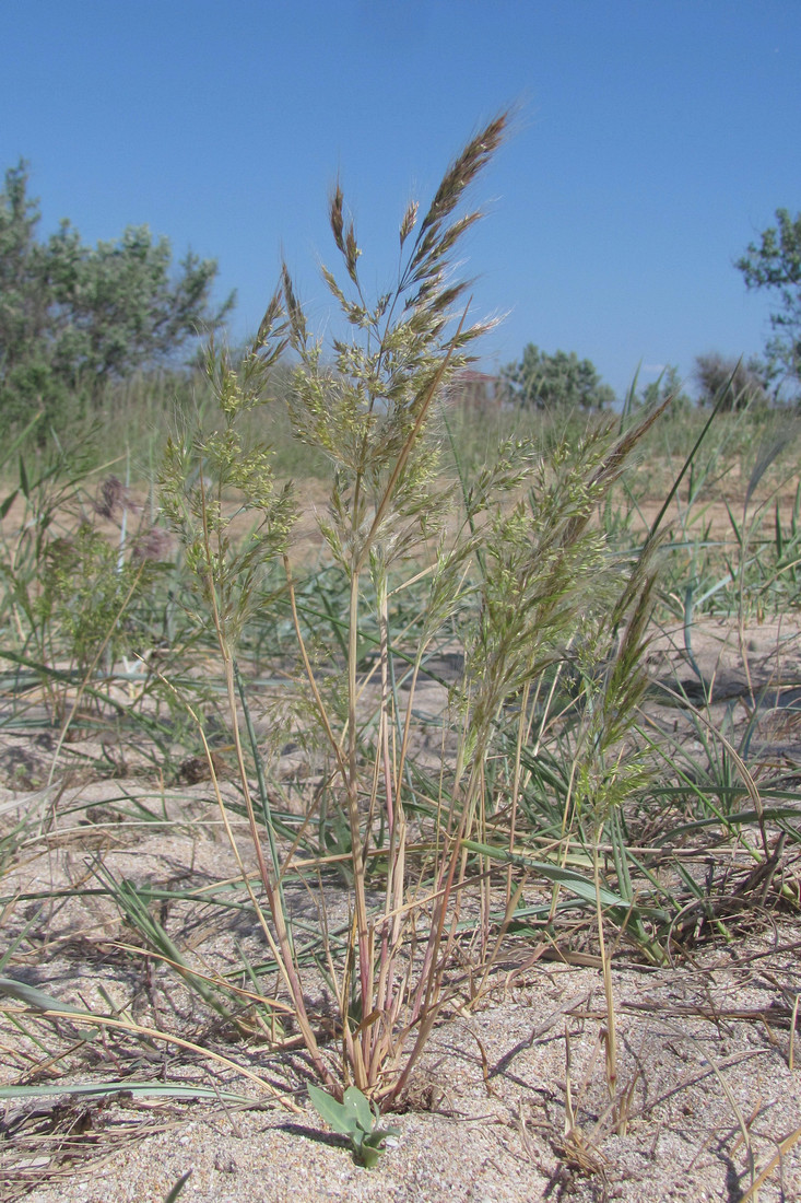 Image of Apera maritima specimen.