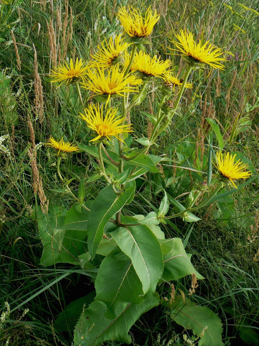 Изображение особи Inula helenium.