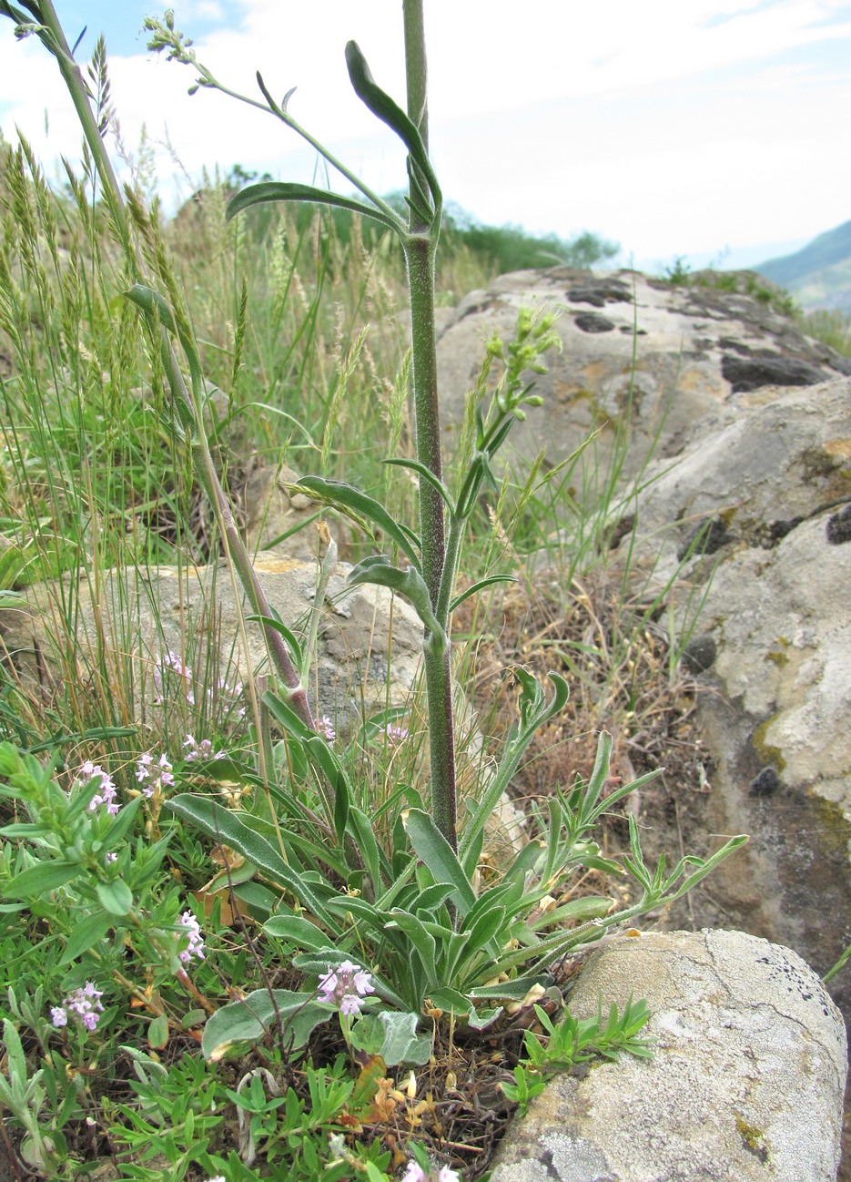 Изображение особи Silene densiflora.