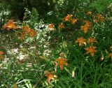 Hemerocallis fulva