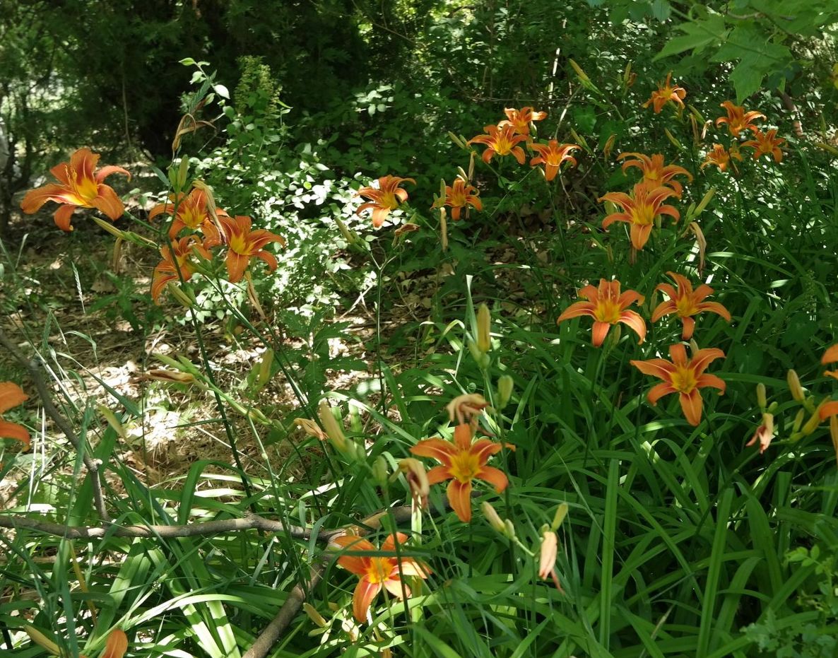 Image of Hemerocallis fulva specimen.