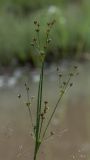 Juncus articulatus