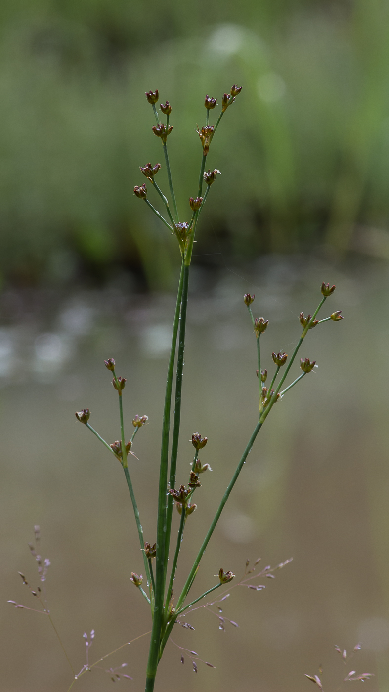 Изображение особи Juncus articulatus.