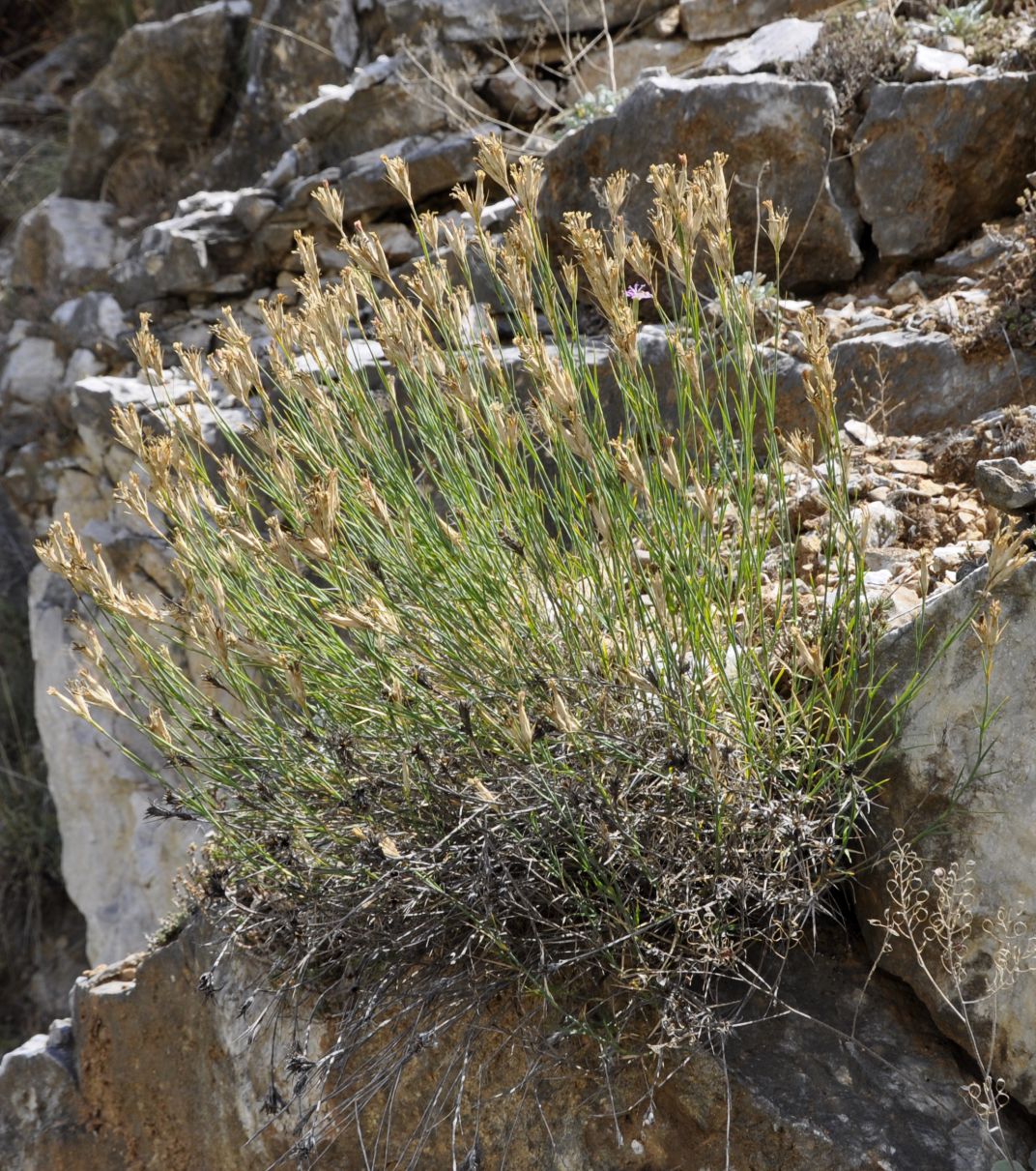 Изображение особи Dianthus gracilis.