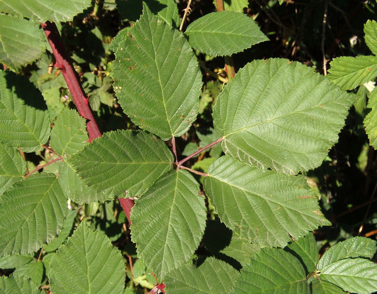 Изображение особи род Rubus.