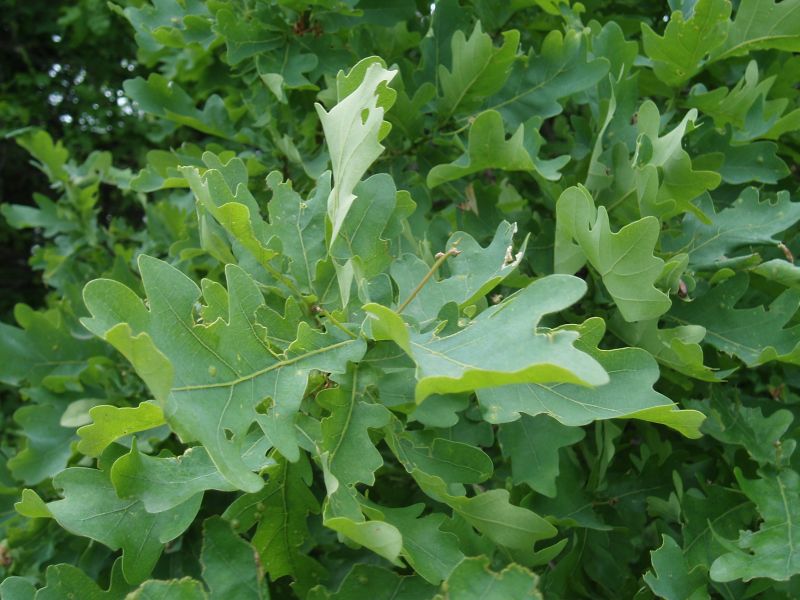 Image of Quercus robur specimen.