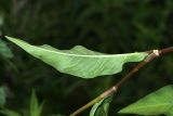 Persicaria extremiorientalis. Лист (нижняя сторона). Приморский край, Кавалеровский р-н, берег оз. Зеркальное, на лугу. 08.08.2018.