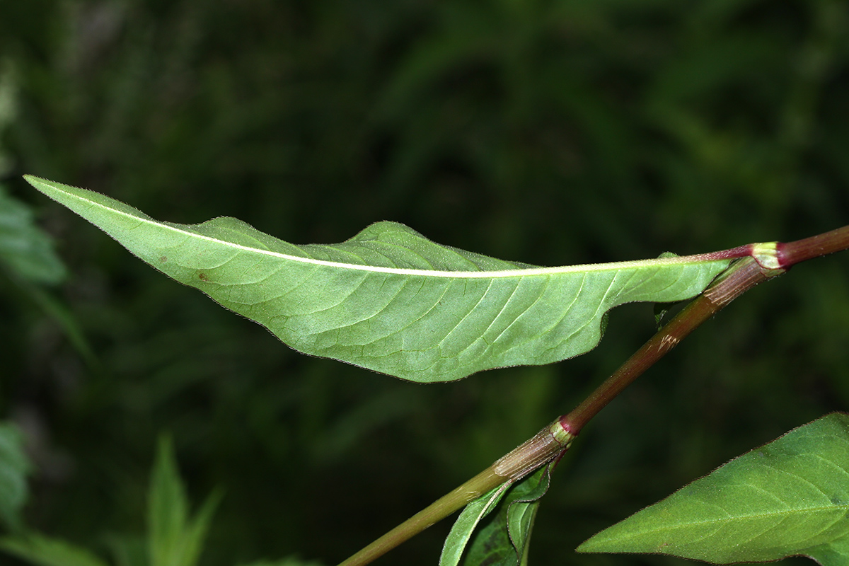 Изображение особи Persicaria extremiorientalis.