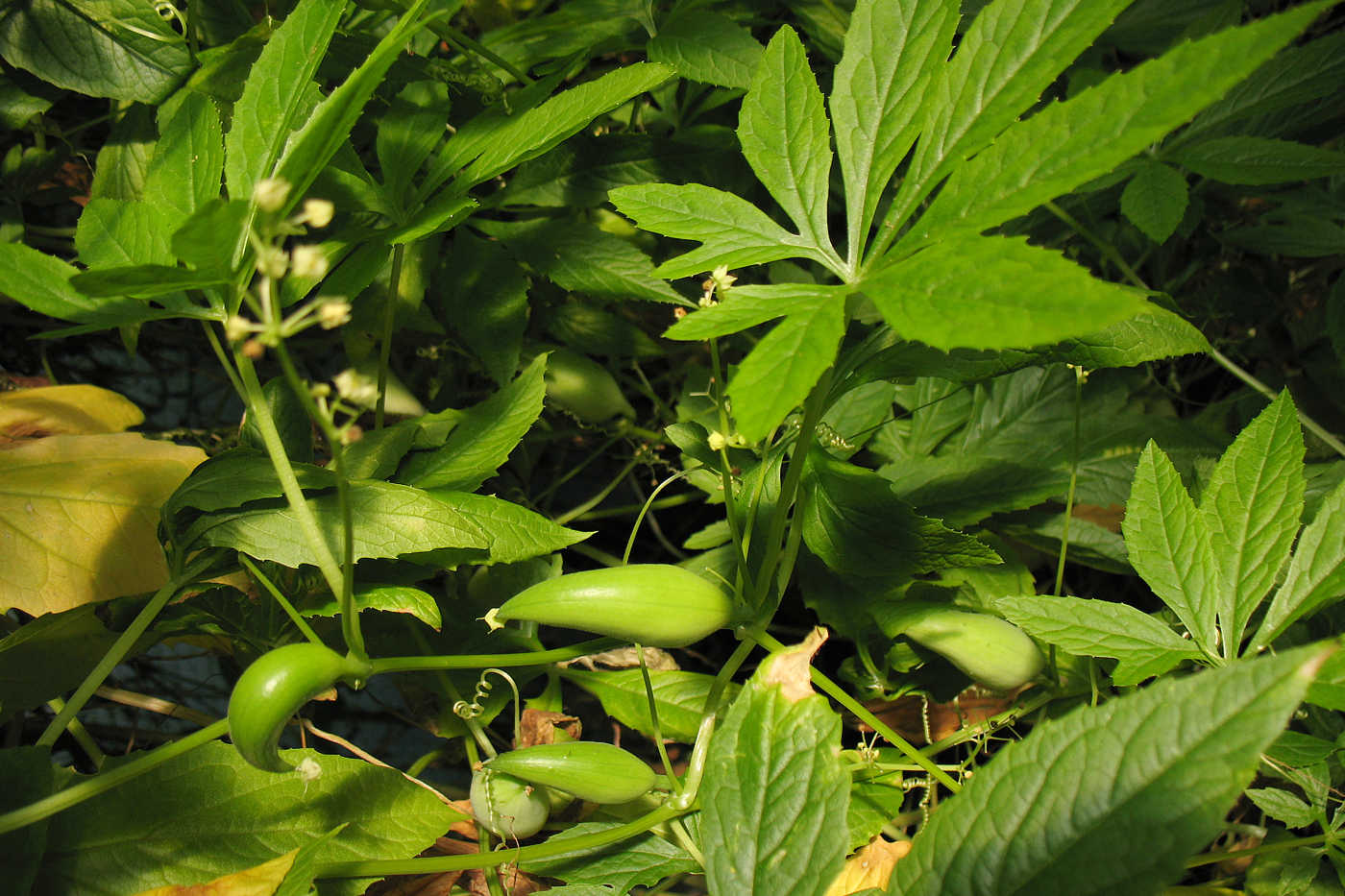 Image of Cyclanthera pedata specimen.