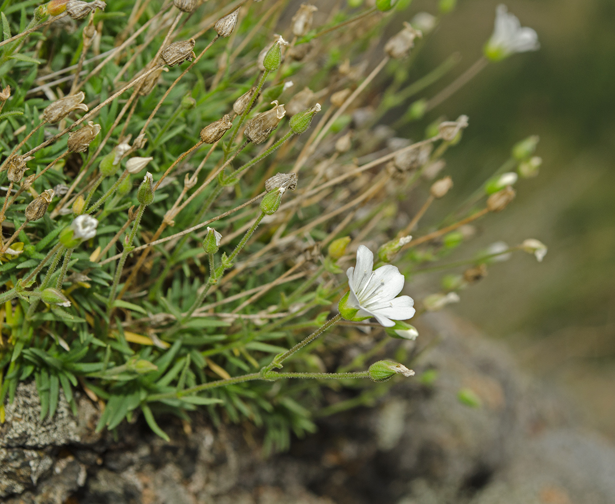 Image of Minuartia helmii specimen.