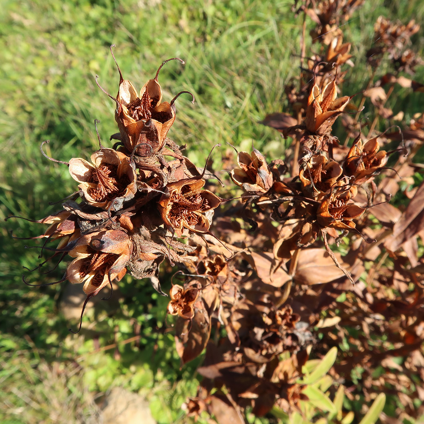 Image of Hypericum ascyron specimen.