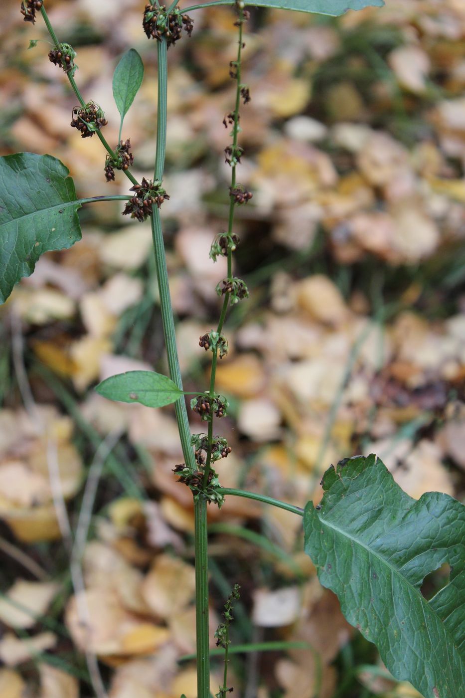 Image of Rumex obtusifolius specimen.