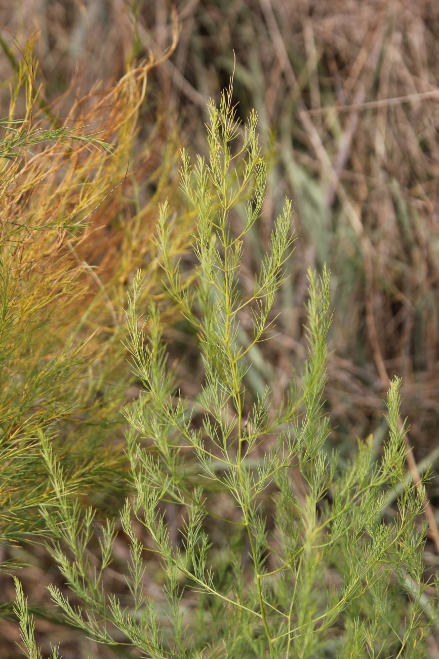 Image of Asparagus officinalis specimen.