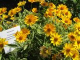 Heliopsis helianthoides