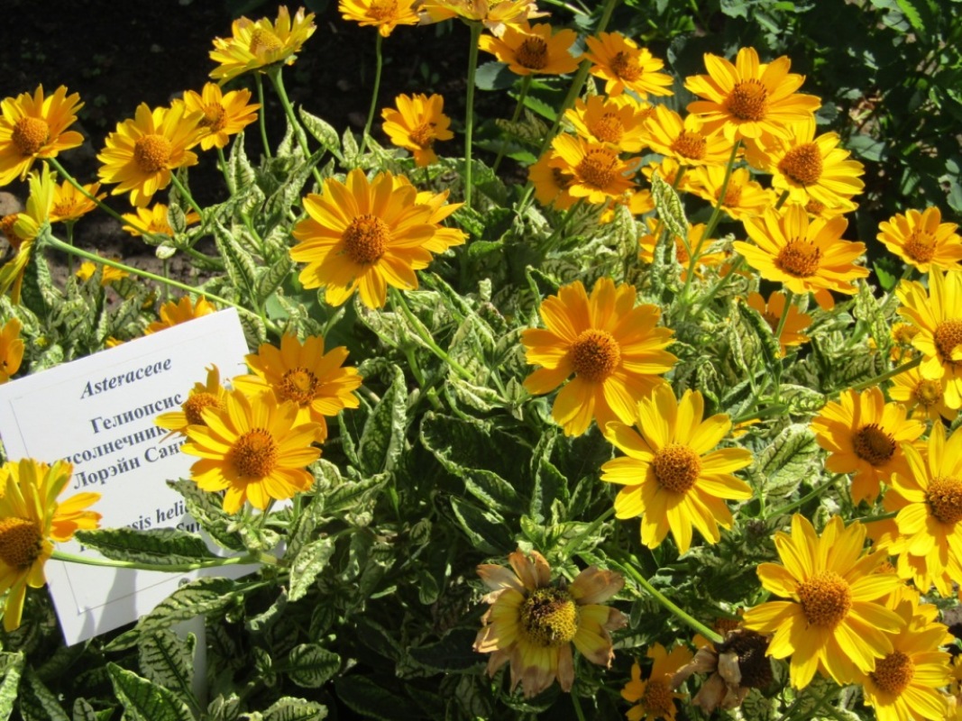 Image of Heliopsis helianthoides specimen.